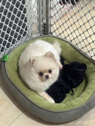female pomeranian