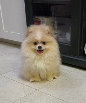 microchipped clean and vaccinated 