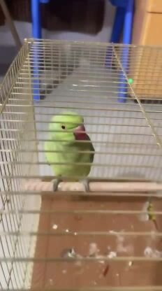 Indian ringneck male healthy parrot