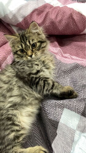 two cat