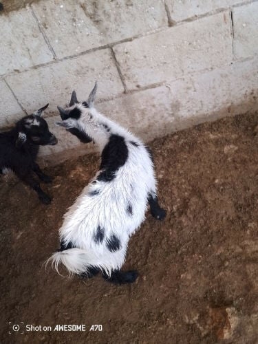 mini goats 