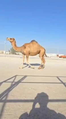 للبيع ناقه عمانيه
