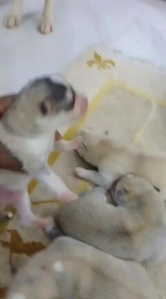 Husky for sale