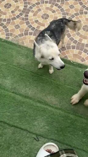 Husky for sale