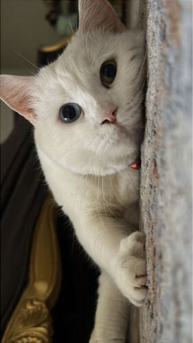 zuko