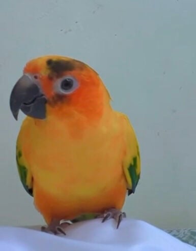 Sun conure