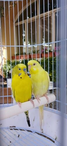 Budgies Male and female with cage