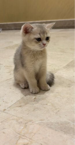 سكوتش