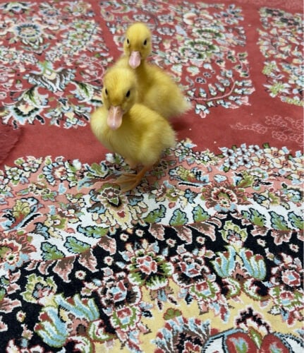صغير البط 