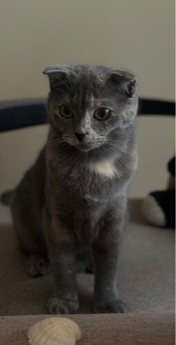 female cat - 2 years old