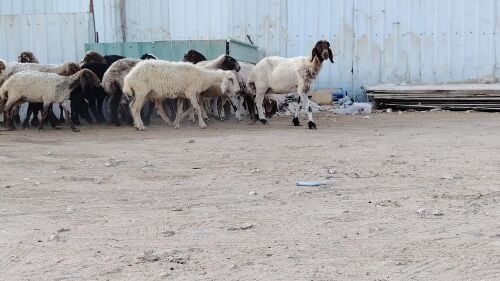 للبيع شوهات سوريات طيبة