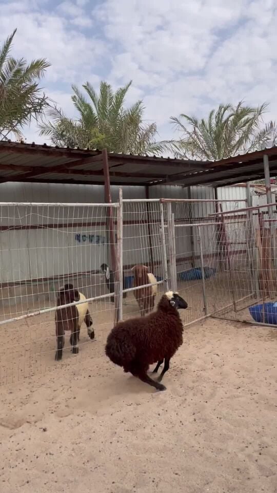 خروف انتاج فل الفل 