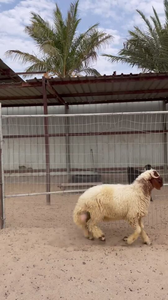 خروف جذع فل 