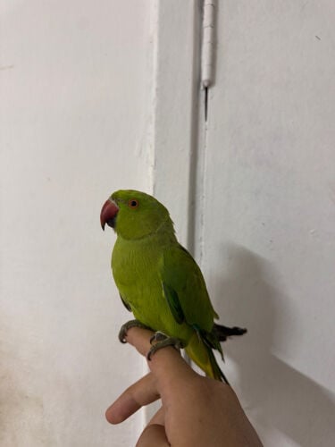 دره اليف 
