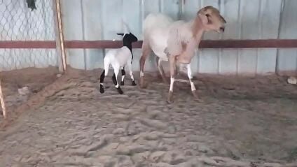 شاه امريكية  تحتها خروف 