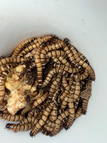 ‏superworms