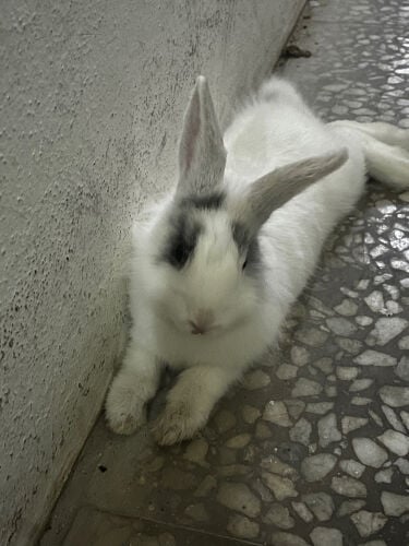 Rabit 
