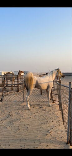 خيل عربي للبيع 