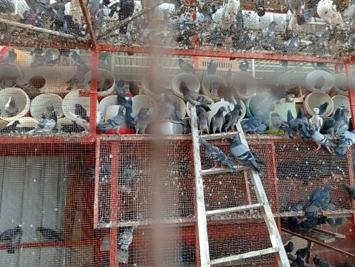 Pigeons good contact me