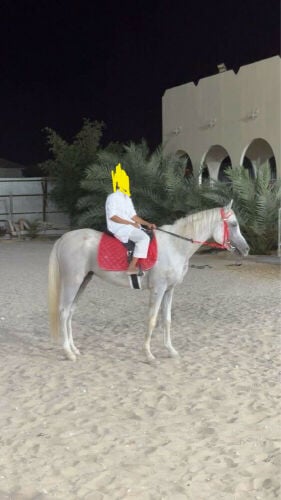 خيل جمال عربي فحل مع جوازه 