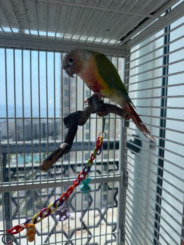 pineapple conure 