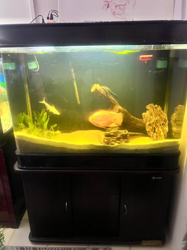 large sun sun aquarium