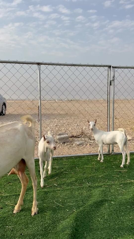 عنز عمانيه تحتها جمده وتيس برص 