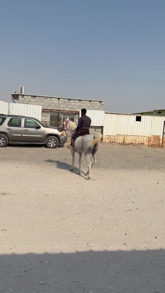 حصان عربي سليم بدون جواز