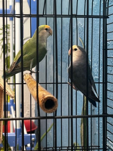 زوج طائر الحب