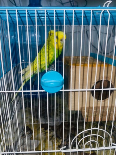 Budgie birds