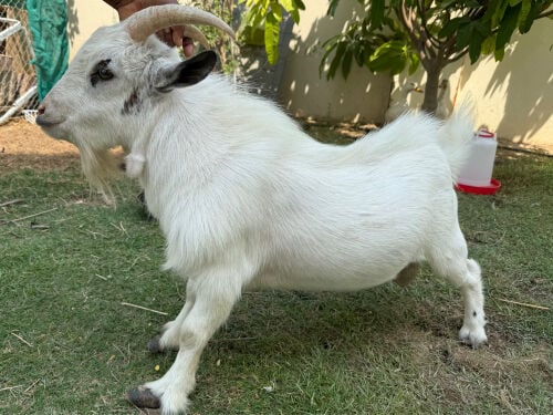 نوادر الماعز القزم