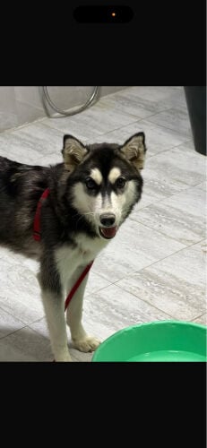 husky