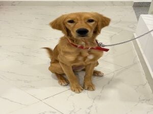 Golden Retriever Puppy