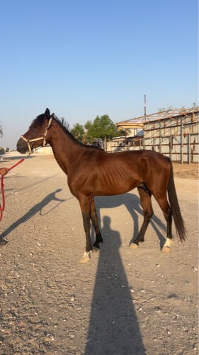 حصان عربي 