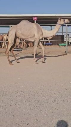 سودانيه