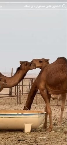 للبيع 