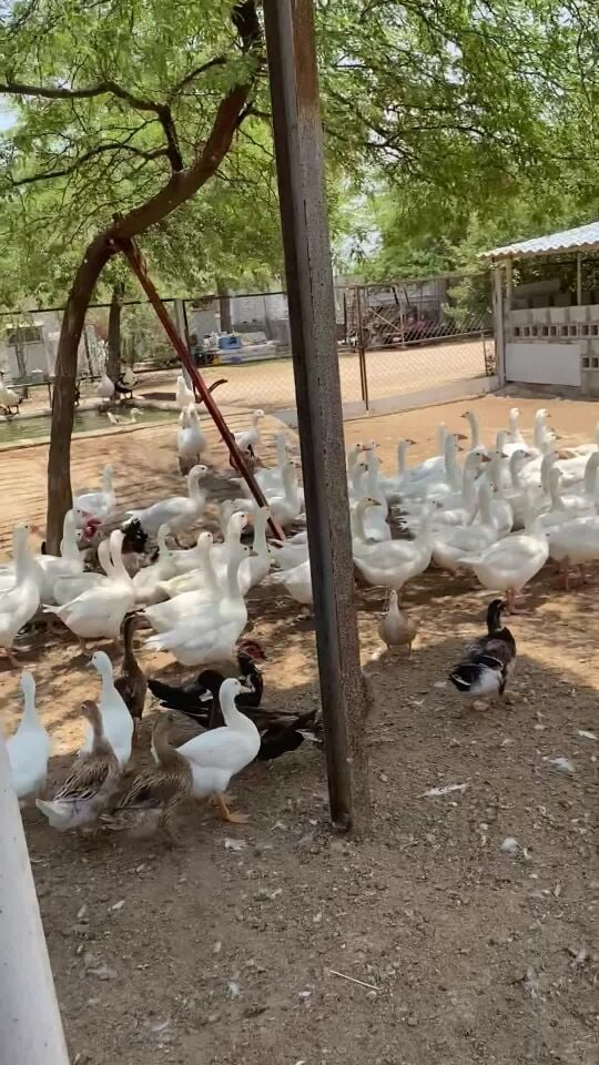للبيع وز ابيض صك جامبوووووو 