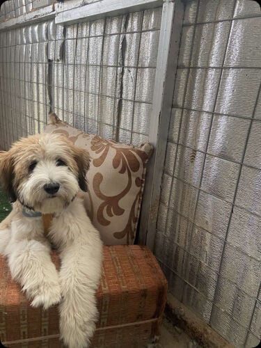 Wanted for adoption