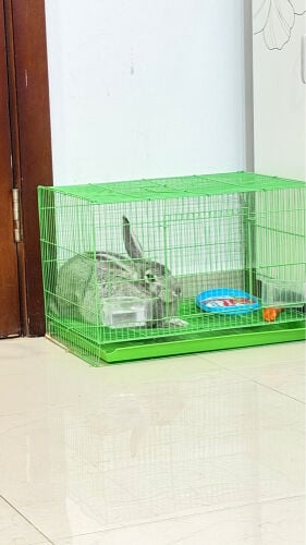 cute Rabbit with cage