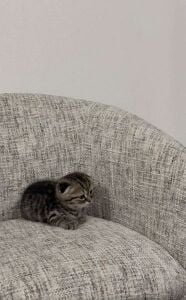 Lovely Male Scottish Fold Kitten