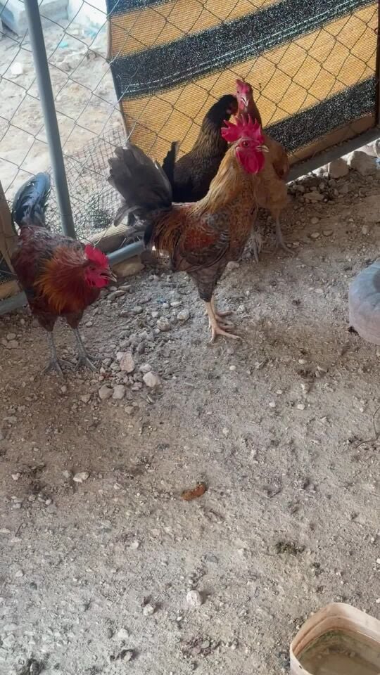 للبيع