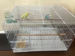 2 budgie birds