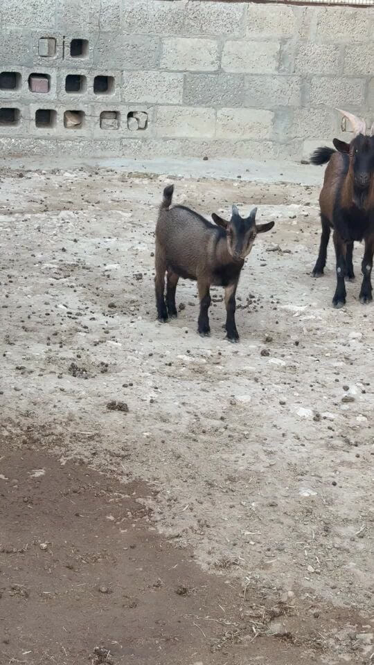 Begim goat 