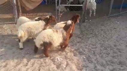رخال تربيه
