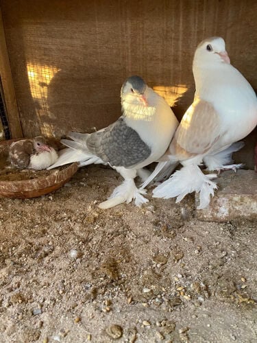 زوج لاهوري منتج