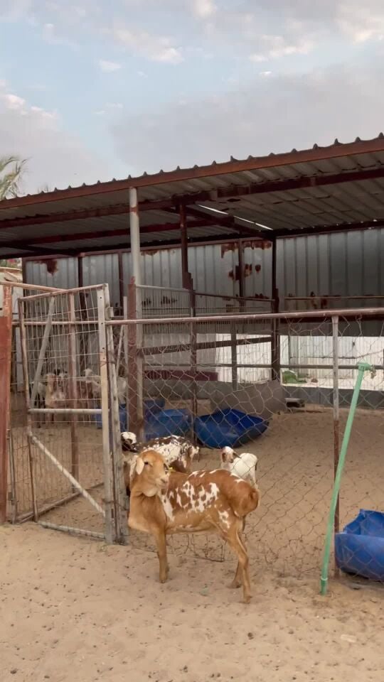 رغوث بيرشن تحتها رخلة 