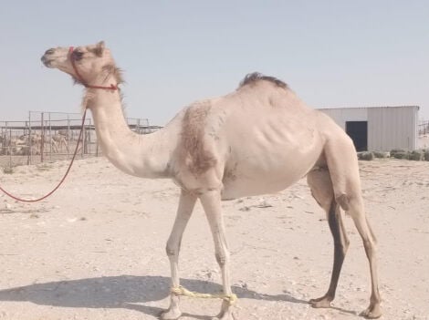 عمانية طيبه  لهل الصنف الطيب 