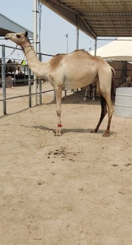 للبيع بكرا حقه رهي