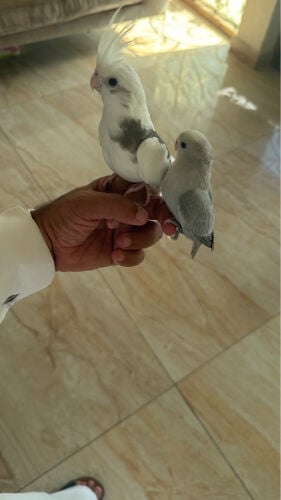 ‏cocktail