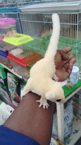 sugar glider white